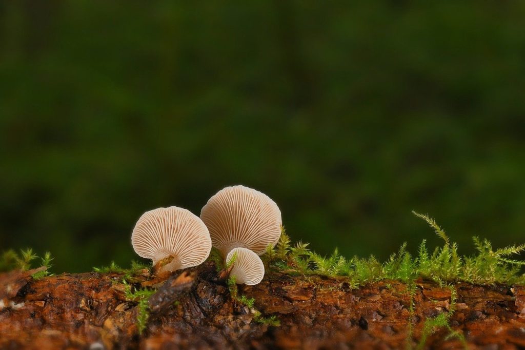 mushrooms, stubfoot, branch-7694037.jpg